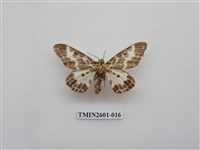 藏品(尺蛾115)的圖片